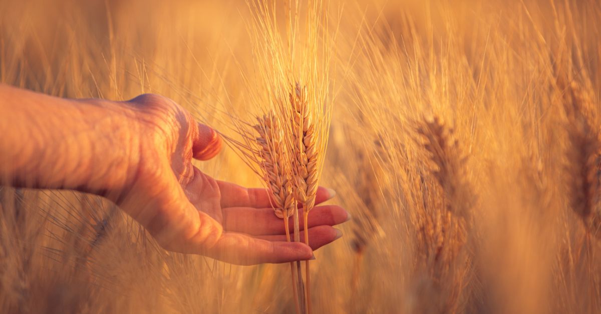 Yin Yoga Workshop im Spätsommer - Element Erde